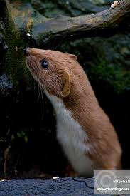 Attēlu rezultāti vaicājumam “Mustela nivalis”