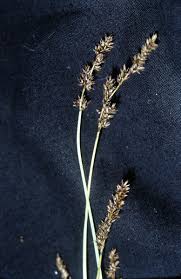 Attēlu rezultāti vaicājumam “Carex diandra”