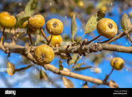 Attēlu rezultāti vaicājumam “Pyrus pyraster fruit”