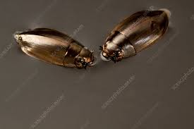 Attēlu rezultāti vaicājumam “Gyrinidae”