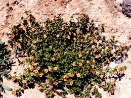 Attēlu rezultāti vaicājumam “Anagallis arvensis flower”