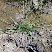 Attēlu rezultāti vaicājumam “Puccinellia distans”