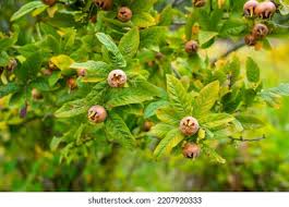 Attēlu rezultāti vaicājumam “Mespilus germanica fruit”
