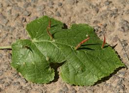 Attēlu rezultāti vaicājumam “Eriophyes tiliae”