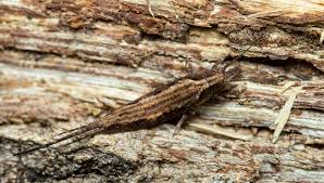 Attēlu rezultāti vaicājumam “Machilidae”