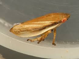 Attēlu rezultāti vaicājumam “Neophilaenus lineatus”