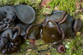 Attēlu rezultāti vaicājumam “Bulgaria inquinans”