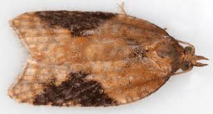 Attēlu rezultāti vaicājumam “Acleris laterana”