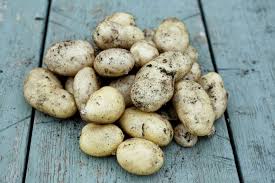 Attēlu rezultāti vaicājumam “Solanum tuberosum”