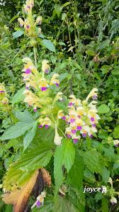 Attēlu rezultāti vaicājumam “Galeopsis speciosa”