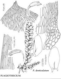 Attēlu rezultāti vaicājumam “Plagiothecium denticulatum”