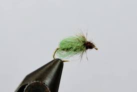 Attēlu rezultāti vaicājumam “pupa”