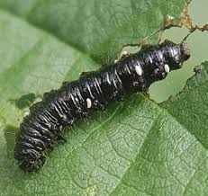 Attēlu rezultāti vaicājumam “Agelastica alni larva”