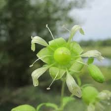 Attēlu rezultāti vaicājumam “Silene baccifera flower”