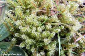 Attēlu rezultāti vaicājumam “Rhytidiadelphus”