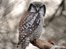 Image result for Surnia ulula