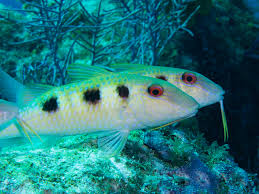 Image result for Pseudupeneus maculatus