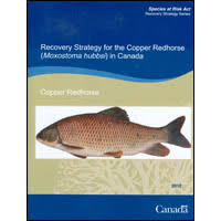 Image result for Moxostoma hubbsi