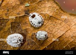 Attēlu rezultāti vaicājumam “Aleurochiton aceris”