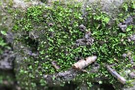 Attēlu rezultāti vaicājumam “Fissidens arnoldii”