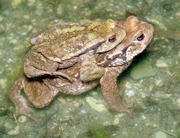 Attēlu rezultāti vaicājumam “Bufo bufo”