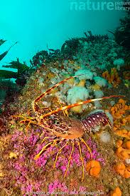 Image result for Palinurus elephas