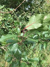 Attēlu rezultāti vaicājumam “Prunus spinosa leaf”