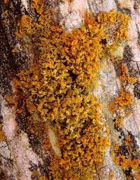 Attēlu rezultāti vaicājumam “Xanthoria candelaria”
