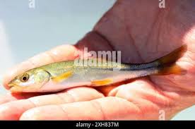 Image result for Mylopharodon conocephalus