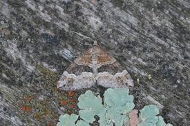 Attēlu rezultāti vaicājumam “Perizoma bifaciata”