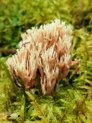 Attēlu rezultāti vaicājumam “Lentaria epichnoa”