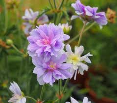 Image result for Geranium `Summer Skies`