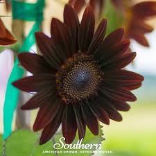 Image result for Helianthus annuus