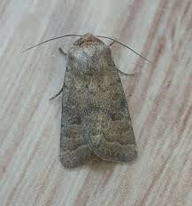 Attēlu rezultāti vaicājumam “Hoplodrina octogenaria”