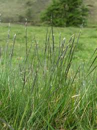 Attēlu rezultāti vaicājumam “Nardus stricta”