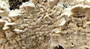 Attēlu rezultāti vaicājumam “Antrodia mellita”