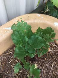 Attēlu rezultāti vaicājumam “Rheum rhabarbarum leaf”
