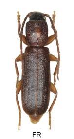 Attēlu rezultāti vaicājumam “Nothorhina punctata”