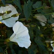 Attēlu rezultāti vaicājumam “Calystegia inflata”