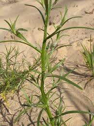 Attēlu rezultāti vaicājumam “Corispermum hyssopifolium”