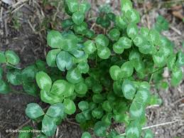 Attēlu rezultāti vaicājumam “Trifolium pratense leaf”