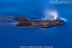 Image result for Globicephala melas