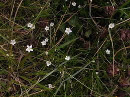 Attēlu rezultāti vaicājumam “Sagina nodosa leaf”