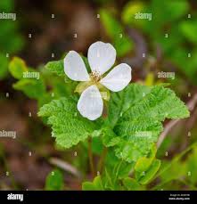 Attēlu rezultāti vaicājumam “Rubus chamaemorus flower”