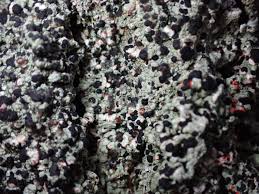 Attēlu rezultāti vaicājumam “Mycoblastus sanguinarius”