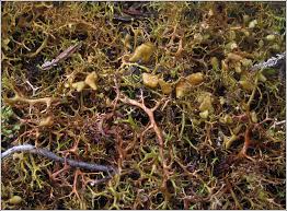 Attēlu rezultāti vaicājumam “Cetraria aculeata”