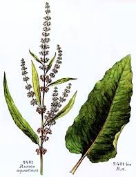 Attēlu rezultāti vaicājumam “Rumex aquaticus”