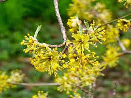 Attēlu rezultāti vaicājumam “Cornus mas flower”