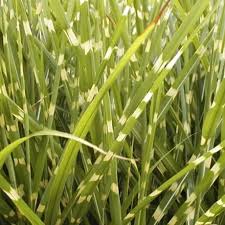 Image result for Miscanthus sinensis Zebrina