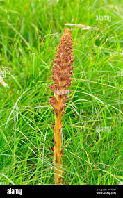 Attēlu rezultāti vaicājumam “Orobanche elatior flower”